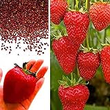 Rosepoem Semi di fragola gigante BIG Red Garden Semi bio fragola foto, nuovo 2024, miglior prezzo EUR 9,19 recensione