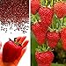 foto Rosepoem Semi di fragola gigante BIG Red Garden Semi bio fragola recensione