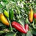 foto Asklepios-seeds® - 15 Semi di chili early jalapeno, Peperoncino JALAPENO EARLY, Capsicum annuum recensione