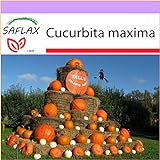 SAFLAX - Zucca gigante - 7 semi - Cucurbita maxima foto, nuovo 2024, miglior prezzo EUR 3,75 recensione