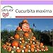 foto SAFLAX - Zucca gigante - 7 semi - Cucurbita maxima recensione