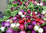 Shoopy Star 100 ravanello semi arcobaleno di verdure per la casa giardino NO-OGM foto, nuovo 2024, miglior prezzo  recensione