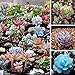 foto Qbisolo Misto 100 Semi Succulente Piante Lithops Pseudotruncatella Semi Cactus e Piante Grasse per Bonsai, Balcone, Casa, Giardino Ornamento recensione