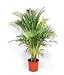 Foto Dypsis Lutescens, Areca Palms Palma de Oro de caña de la planta ornamental Semilla - 25 semillas revisión
