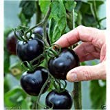 Black tomatoes. kumato tomato - 25 Seeds - Slicing tomato - SPANISH Heirloom Photo, new 2024, best price $4.99 ($0.20 / Count) review