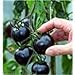 Photo Black tomatoes. kumato tomato - 25 Seeds - Slicing tomato - SPANISH Heirloom review