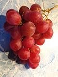 Elwyn 10 Authentic Ruby Roman Grapes Fruit Seeds Photo, new 2024, best price $14.99 review