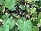 Dichondra 100pcs Muscadine Grape Fruit Seeds Photo, new 2024, best price $14.99 ($0.15 / Count) review