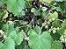 Photo Dichondra 100pcs Muscadine Grape Fruit Seeds review