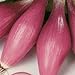 Photo Rossa Lunga Torpedo Onion Seeds- Heirloom Italian Variety- 200+ Seeds review