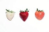 300Seeds Strawberry / Strawberry Seeds June Bearing Photo, new 2024, best price $9.99 ($0.03 / Count) review