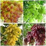 Elwyn 50pcs Finger Grape Fruit Seeds Photo, new 2024, best price $14.99 review