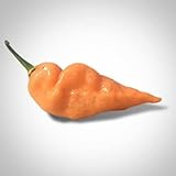 Pepper Joe’s Habanada Habanero Pepper Seeds ­­­­­– Pack of 10+ Heatless Habanero Chili Pepper Seeds – USA Grown ­– Premium Non-GMO Habanada Seeds for Planting in Your Garden Photo, new 2024, best price $10.93 ($1.09 / Count) review