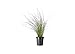 Photo Muhly Grass - 2 Live Gallon Size Plants - Muhlenbergia Capillaris - Hairawn Muhly | Drought Tolerant Pink Blooming Ornamental Grass review