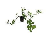 Ornamental Peanut Grass - Arachis Glabrata - 10 Live Plants - 2