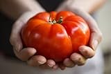 Semillas de tomate / Red jugosa gigante / aprox. 50 semillas / tomate gigante / semillas de hortalizas / autosuficiente Foto, nuevo 2024, mejor precio 4,49 € revisión