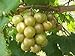 Foto Las semillas de Vitis rotundifolia bronce moscatel de uva! revisión