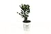 Photo 4.5 in. qt. Sprinter Boxwood (Buxus) Live Evergreen Shrub, Green Foliage review