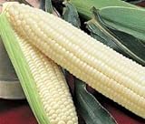 Silver Queen Sweet Corn Seed 1lb Photo, new 2024, best price $34.97 ($2.19 / Ounce) review