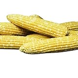 Sweet Corn Honey 'N Pearl F1 - Insect Guard Treated Vegetable Seeds - 1,000 Seeds Photo, new 2024, best price $15.99 review