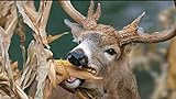 Dinner Getter Deer Food Plot Corn Seeds - 250 Seeds to Grow Deer Food - High Yielding Hybrid Corn for Big Whitetail Bucks, Great with Deer Mineral Photo, new 2024, best price $12.29 review