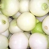 500 CRYSTAL WHITE WAX PEARL ONION Allium Cepa Vegetable Seeds Photo, new 2024, best price $3.00 review