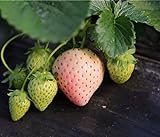 Heirloom Milk Strawberry 200+ Seeds Photo, new 2024, best price $7.50 ($0.04 / Count) review