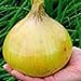 Photo Ailsa Craig Exhibition Onions Seeds (25+ Seeds) review