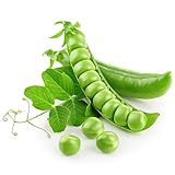 Earthcare Seeds Pea Alaska Early Spring Bush 100 Seeds (Pisum sativum) - Heirloom - Open Pollinated - Non GMO - Earthcare Seeds Photo, new 2024, best price $7.95 ($0.08 / Count) review