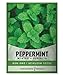 Photo Peppermint Seeds for Planting is A Heirloom, Open-Pollinated, Non-GMO Herb Variety- Great for Indoor and Outdoor Gardening and Herbal Tea Gardens by Gardeners Basics review