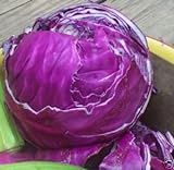 Cabbage Red Acre Great Heirloom Vegetable by Seed Kingdom 700 Seeds Photo, new 2024, best price $1.95 review