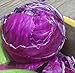 Photo Cabbage Red Acre Great Heirloom Vegetable by Seed Kingdom 700 Seeds review