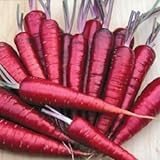Purple Dragon Carrot Seeds ► Non-GMO Purple Dragon Carrot Seeds (350+ Seeds) ◄ by PowerGrow Systems Photo, new 2024, best price $1.89 review