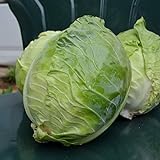Danish Ballhead Cabbage - 100 Seeds - Heirloom & Open-Pollinated Variety, Non-GMO Vegetable Seeds for Planting Outdoors in The Home Garden, Thresh Seed Company Photo, new 2024, best price $7.99 review