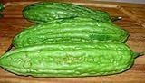 Chinese Bitter Melon Green Skin Seeds (Foo GWA) by Stonysoil Seed Company Photo, new 2024, best price $8.75 review