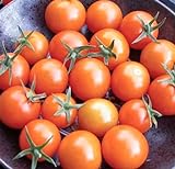 Sweetest Cherry Tomato Seeds for Planting-Orange Sun Gold.Non GMO Garden Seeds for Planting Vegetables Seeds at Home Vegetable Garden and Hydroponics Seed Pods:10ct Sungold Cherry Tomato Plant Seeds Photo, new 2024, best price $2.99 ($0.30 / Count) review