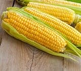Sweet Corn Seeds for Planting - Kandy Korn Sweet Corn Seed- 300 Count Photo, new 2024, best price $14.98 ($0.05 / Count) review