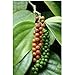 Photo Piper nigrum - poivres - Graines de plantes tropicales rares (10) examen