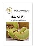 Melonensamen Exelor F1 Galiamelone Portion Foto, neu 2024, bester Preis 2,35 € Rezension