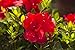 Photo Encore Azalea Autumn Bonfire (1 Gallon) Red Flowering Shrub - Full Sun Live Outdoor Plant review