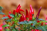 Tabasco Hot Peppers Seeds, 1000+ Premium Heirloom Seeds, 90% Germination Rates Hot and Full of Flavor! A Must Have for Your Home Garden!, Non GMO, Highest Photo, new 2024, best price $10.55 review
