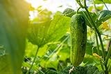 Spacemaster 80 Cucumber Seeds - 50 Seeds Non-GMO Photo, new 2024, best price $1.29 review