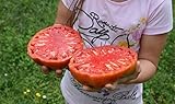 Portal Cool 25 semillas de tomate gigante filete (filete de Super Tomate) Foto, nuevo 2024, mejor precio 3,99 € revisión