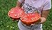 Foto Portal Cool 25 semillas de tomate gigante filete (filete de Super Tomate) revisión