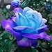 Foto 50 Stück Samen Lebensfähige natürliche Mini-Zierpflanzen Pink Blue Rose Seeds für Yard - Pink Blue Rose Seeds Rezension