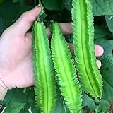 20 Pcs Non-GMO Winged Bean Seeds Psophocarpus Tetragonolobus Natural Green Seeds,for Growing Seeds in The Garden or Home Vegetable Garden Photo, new 2024, best price $8.99 review
