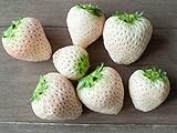 White Strawberry Seeds - 1,000+ Seeds - White Pineberry Seeds - Made in USA, Ships from Iowa. Photo, new 2024, best price $19.98 ($0.02 / Count) review