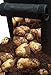 Foto GREEN AT HOME: Kit de 2 Sacos de Cultivo de Fieltro para Patatas, Tomates, Plantas y Flores de Jardín + 3 Amuletos Árbol de la Vida. Naturaleza en tu Hogar. revisión