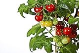 50 Tiny Tim Tomato Seeds - Patio Tomato, Dwarf Heirloom, Cherry Tomato - by RDR Seeds Photo, new 2024, best price $12.99 ($0.26 / Count) review