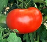 110+ Big Boy Organic NON-GMO Tomato Seeds - My Secret Garden - UPC742137106032 Photo, new 2024, best price $4.59 review